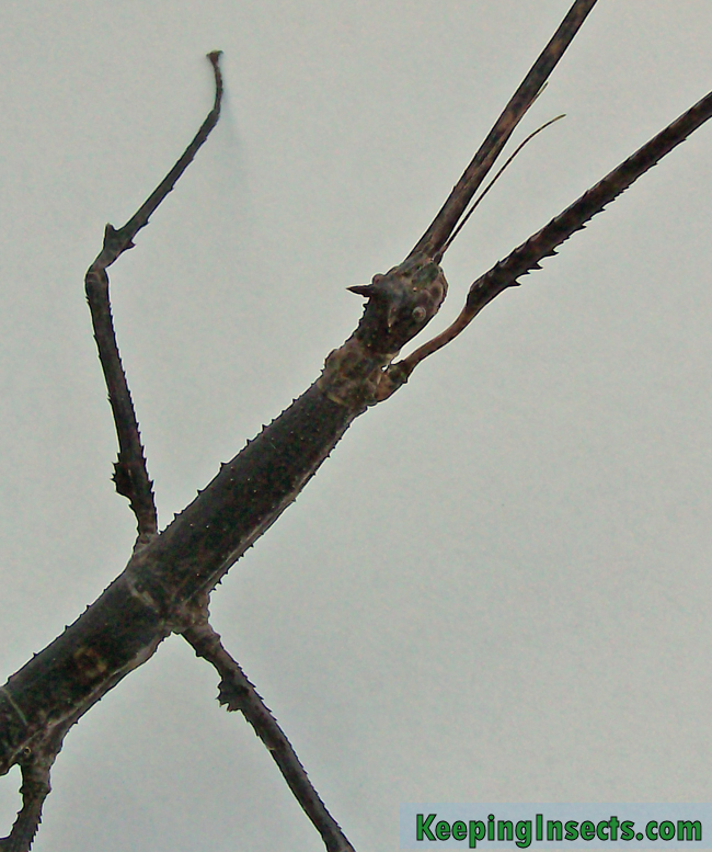 annam-stick-insect-adult-female3