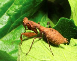Adult female Bush Tiger Mantis - Image credit Tedrow R et al