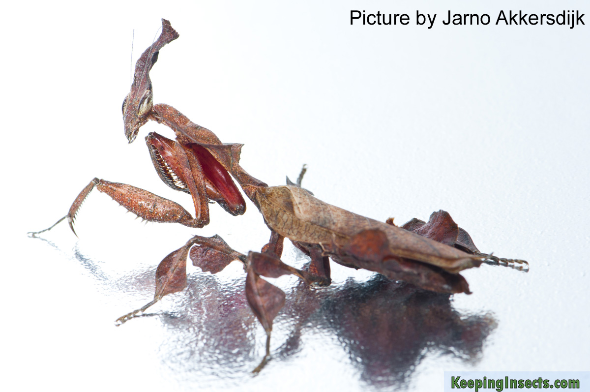 african ghost mantis