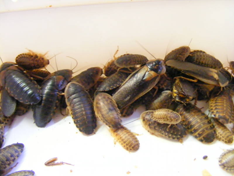 cockroaches dubia feeder insects pets keeping blaptica commonly reptiles keepinginsects predatory