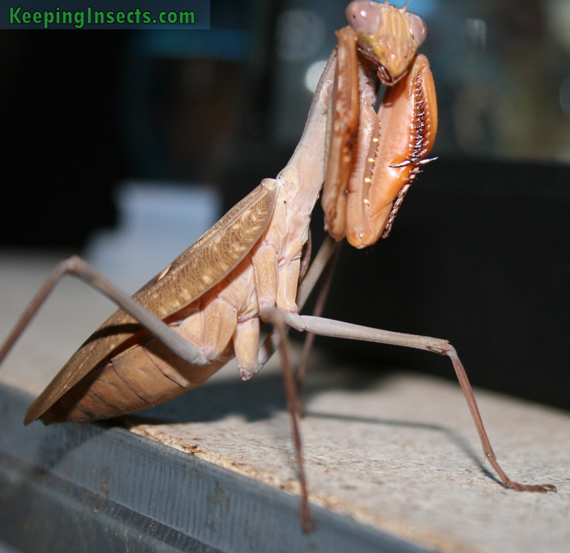 African Mantis adult female - brown variant