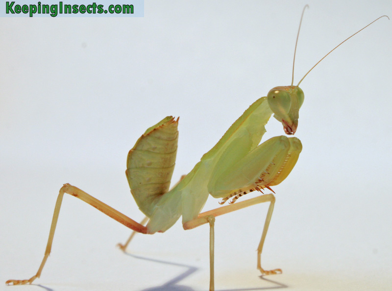 African Mantis nymph in green variety