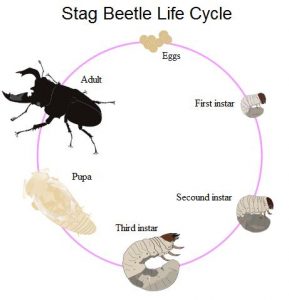 General information about beetles | Keeping Insects