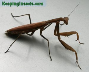 european-mantis-female-brown | Keeping Insects