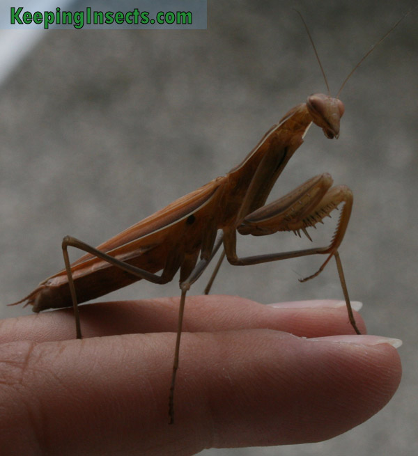 Brown color morph, adult female European Mantis
