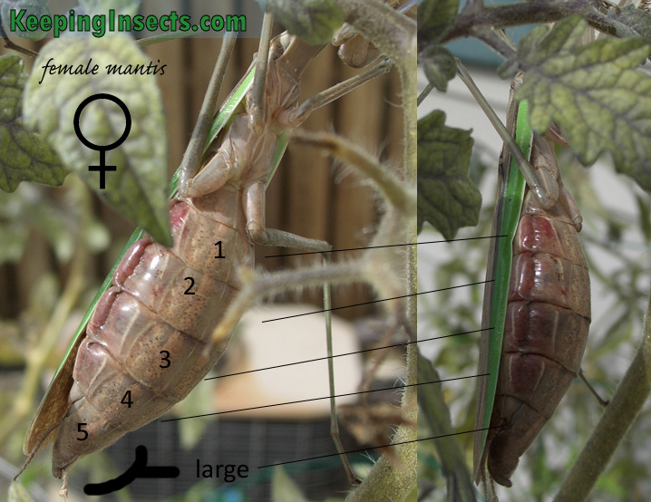 female-mantis