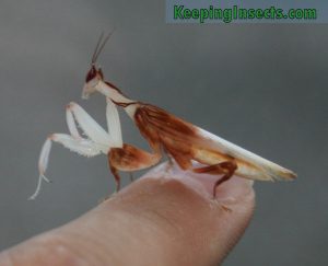 Adult male Orchid Mantis