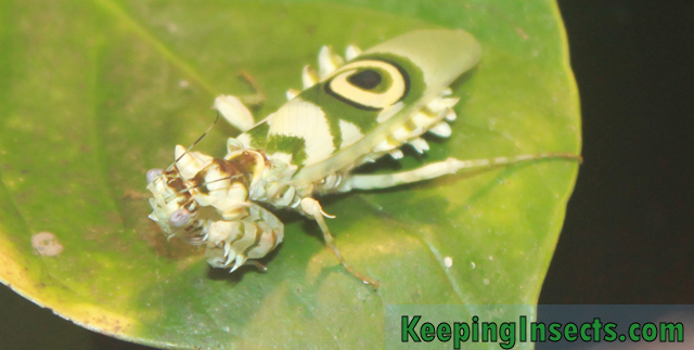 Spiny Flower Mantis adult female