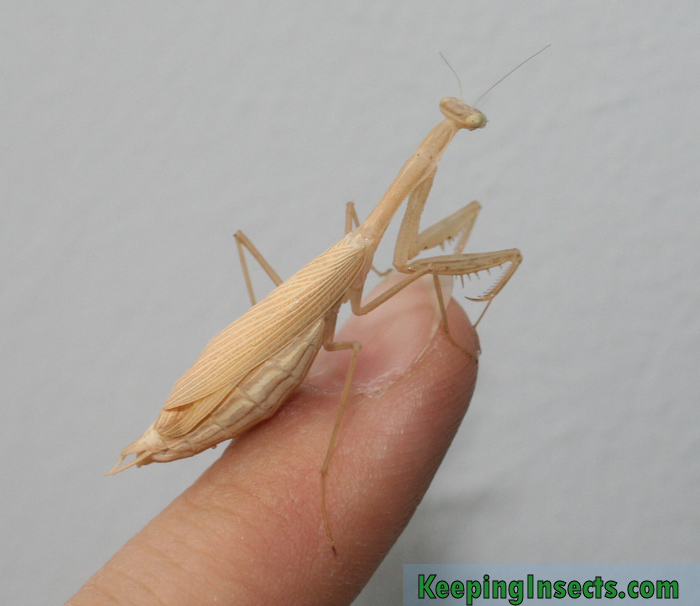 Egyptian Pygmy Mantis beige variant female