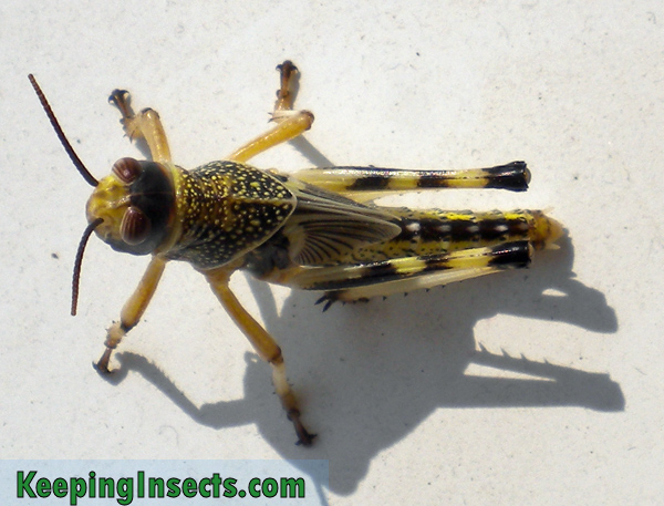 locust-schistocerca-gregaria2