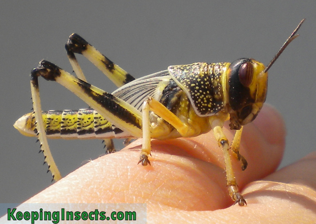 grasshoppers – keeping insects