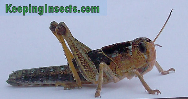 Locusta migratoria nymph