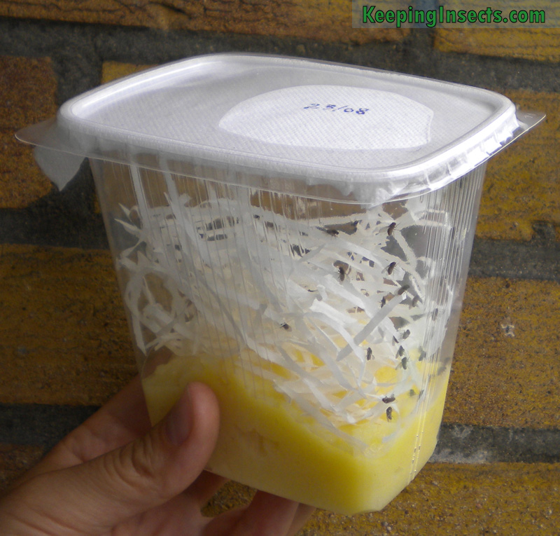Breeding fruit flies - This is what we're going to make