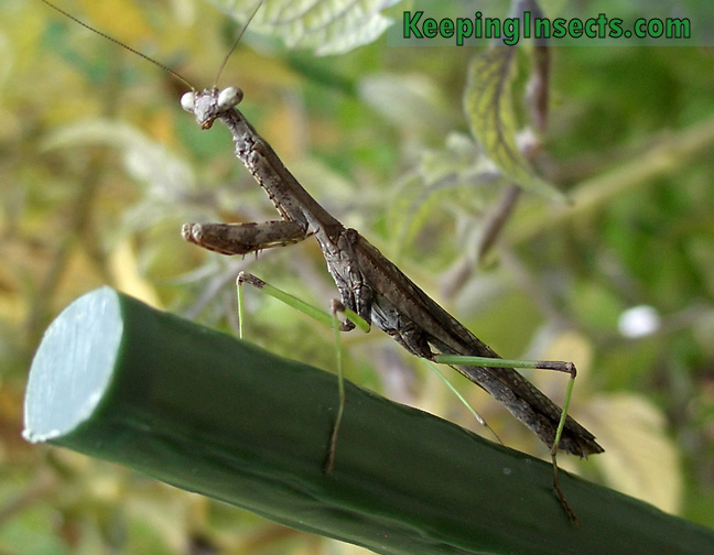 Adult male Carolina Mantis