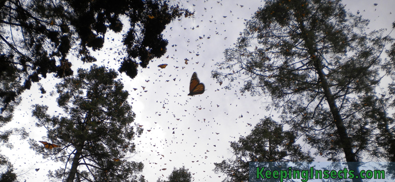 monarch-butterfly-mexico2