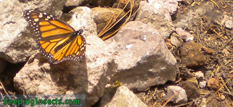 monarch-butterfly-mexico6
