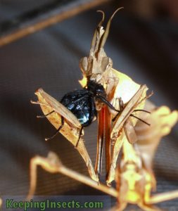 A Wandering Violin Mantis eating a fly