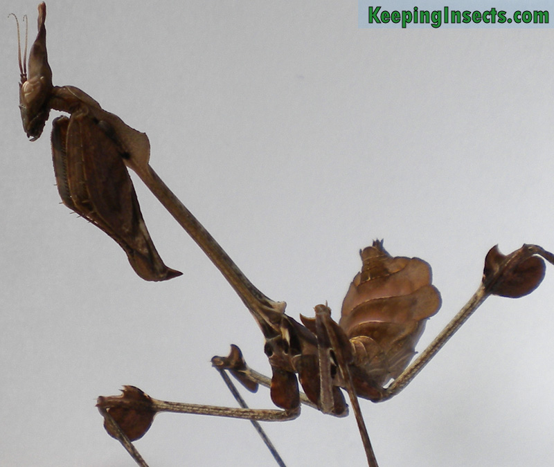 Wanderling Violin mantis subadult female