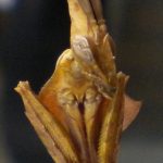 Wanderling Violin mantis subadult male