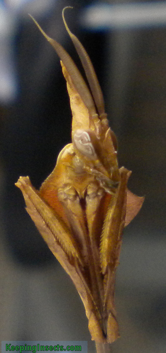 Wanderling Violin mantis subadult male