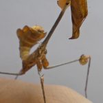 Wanderling Violin mantis