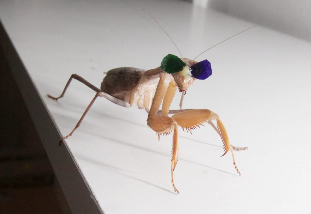 Newcastle University research into 3D vision in praying mantises by Dr. Vivek Nityananda. Pic: Mike Urwin. 151015