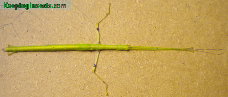 This female nymphs shows its default pose for looking like a stick. Legs tucked in, head hidden between the front legs.