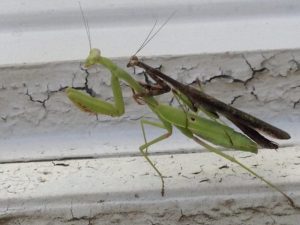 mantis mating breeding mantises insects schenk