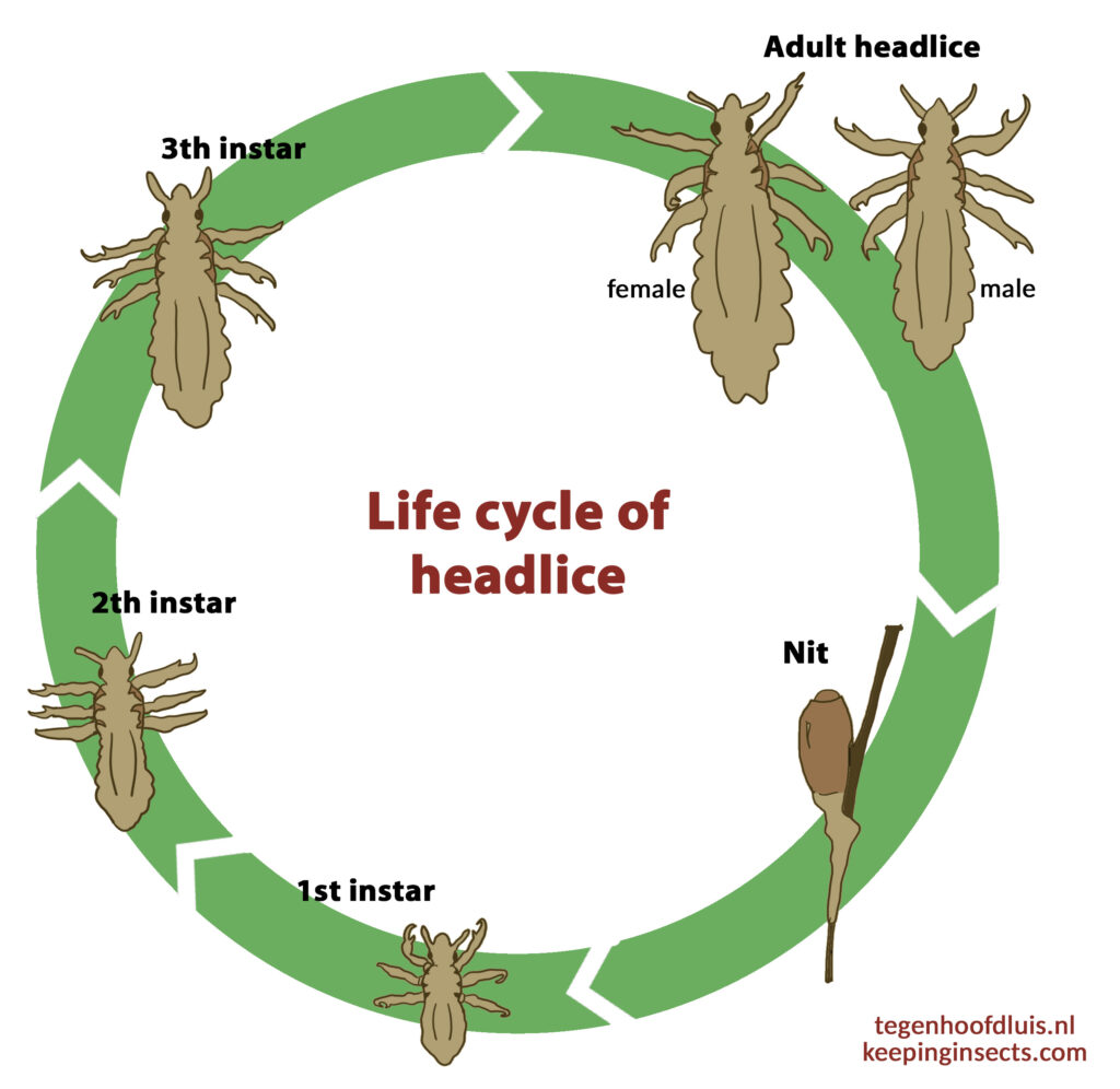 Life cycle of headlice